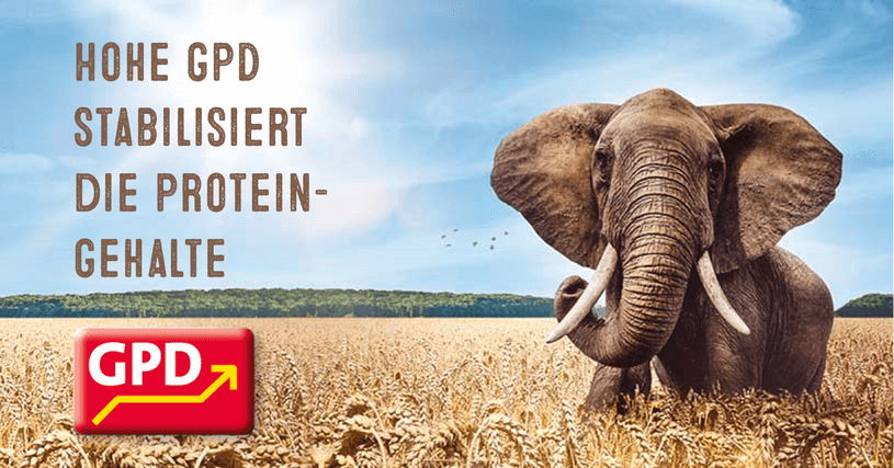 GPD Grain Protein Deviation - Stickstoff-Nutzungseffizienz GPD Grain Protein Deviation - Stickstoff-Nutzungseffizienz
