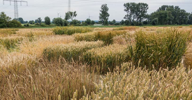 Produktentwicklung Weizen - wichtig ist die Variabilität Produktentwicklung Weizen - wichtig ist die Variabilität