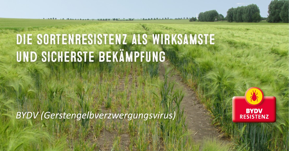 Mit Sortenresistenz BYDV bekämpfen
