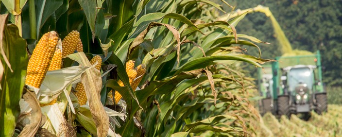 Mais Silage Ernte - Häckseln Mais Silage Ernte - Häckseln