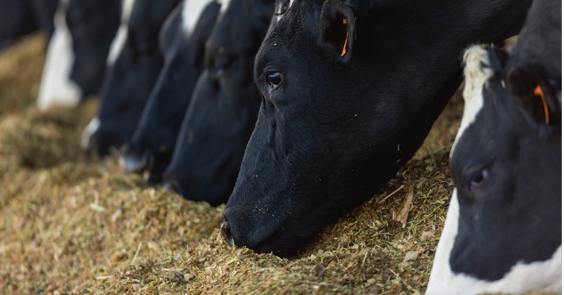 LG Animal Nutrition - Ihr Verdaulichkeitsprofi LG Animal Nutrition - Ihr Verdaulichkeitsprofi