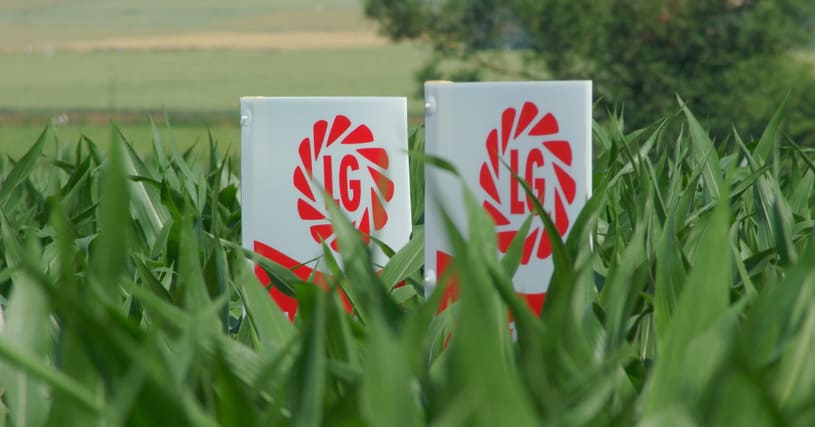 Neue Maissorten für LG vom Bundessortenamt zugelassen Neue Maissorten für LG vom Bundessortenamt zugelassen