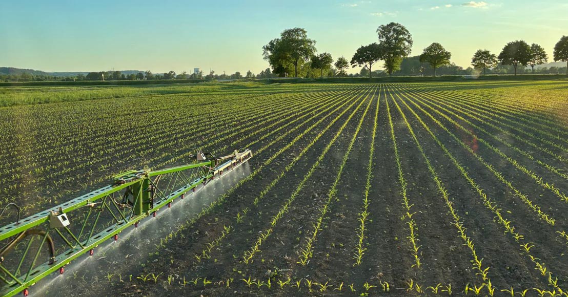 Chemischer Pflanzenschutz im Mais