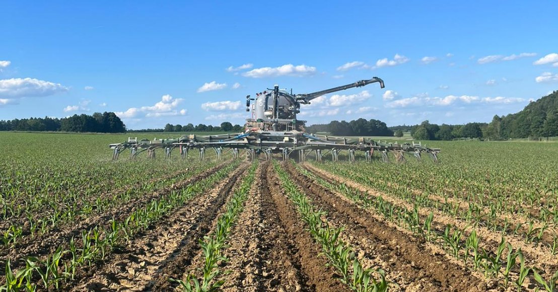 organische Düngung im Mais