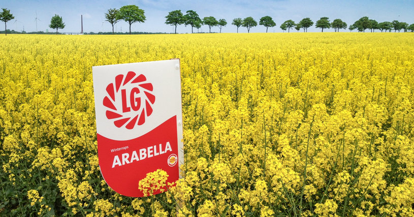 ARABELLA - Stand 2017 meistverkaufte Liniensorte in D