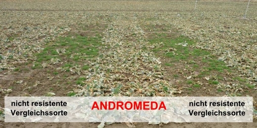 Kohlhernie Schadbild Kohlhernie Schadbild
