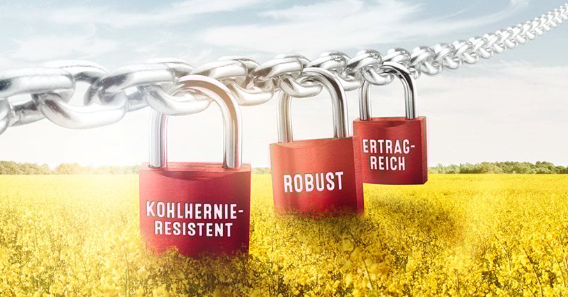 Auf Kohlhernie befallenen Standorten helfen nur resistente Sorten Rapsbild mit Hinweis auf Kohlhernie-Resistenz