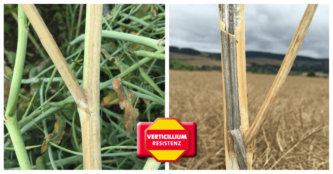 Rapswelke (verticillium) kann nicht behandelt werden - nur Ackerhygiene und Resistenzen helfen