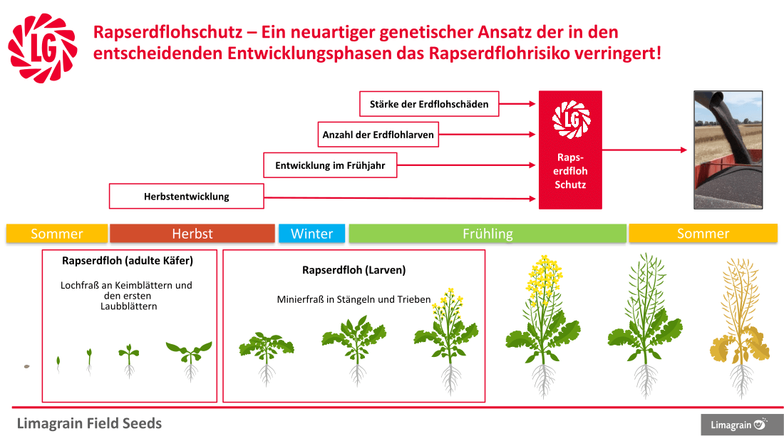 Rapserdfloh - Schädigung im Laufe der Entwicklung