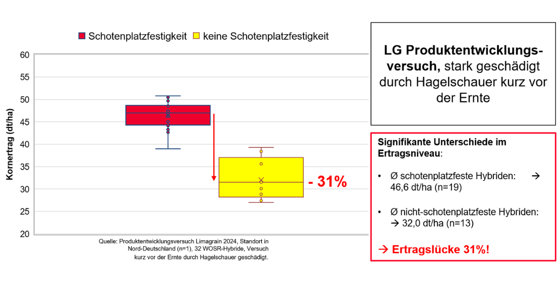 Ertragsdifferenz nach Hagelschaden - 31% Minderertrag nicht platzfester Sorten