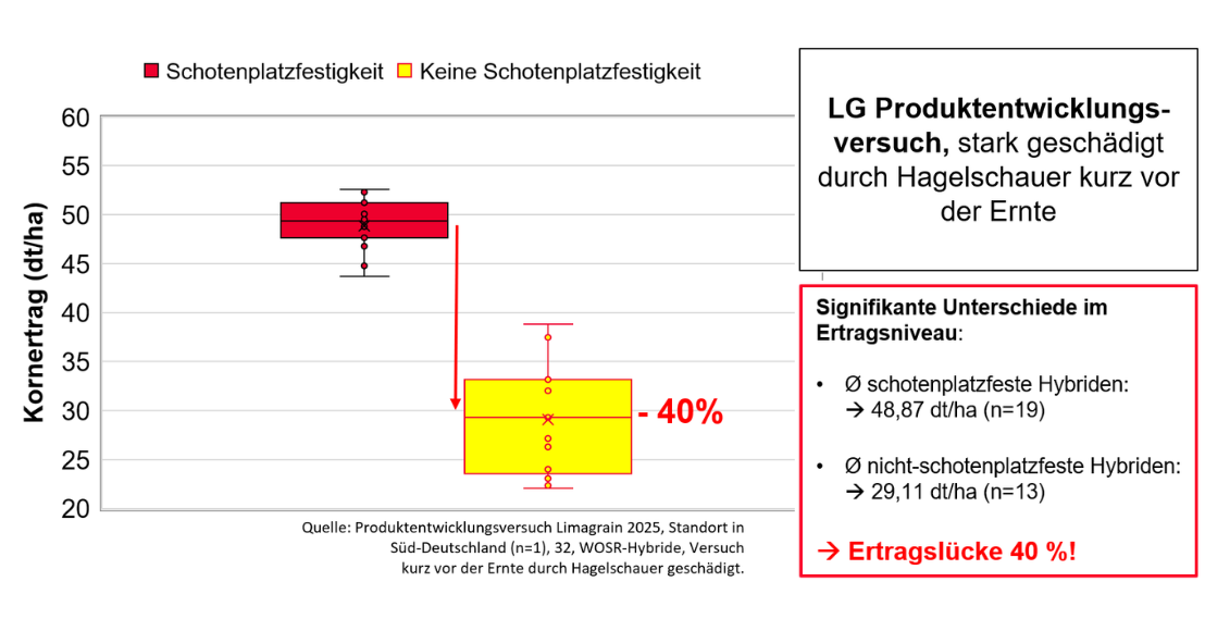 Ertragsdifferenz nach Hagelschaden - 40% Minderertrag nicht platzfester Sorten