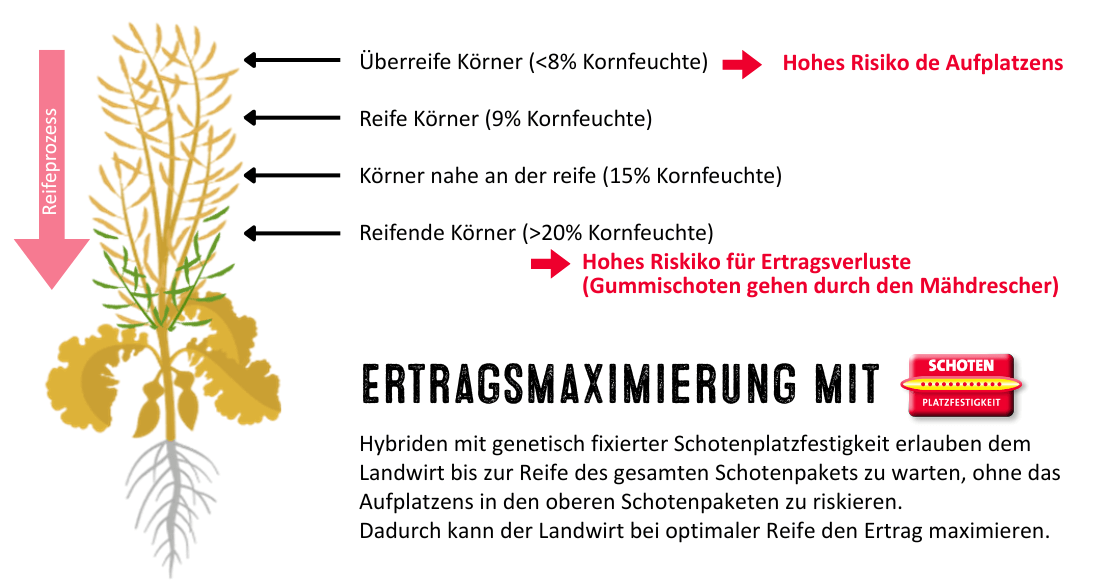 Ertragsmaximierung - eine Kombination aus weniger Ausfallraps und besserer Abreife
