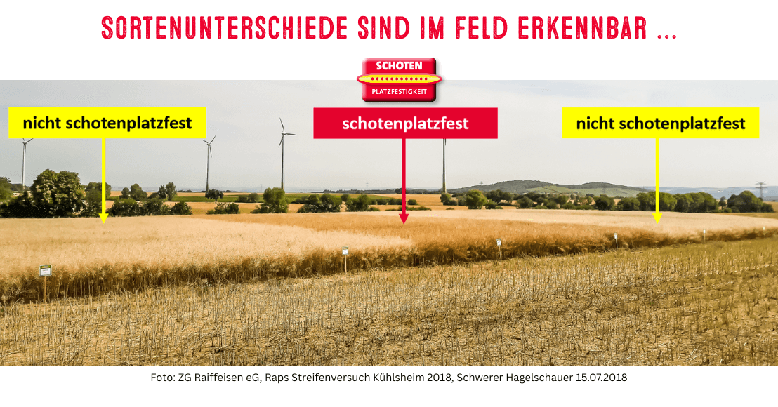 Schotenplatzfestigkeit - Sortenunterschiede nach Hagel deutlich erkennbar