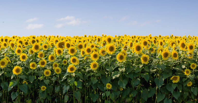 Sonnenblume Sonnenblume