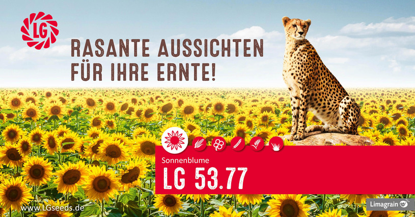 Sonnenblume LG 53.77 - frühreif und ertragreich Sonnenblume LG 53.77 - frühreif und ertragreich