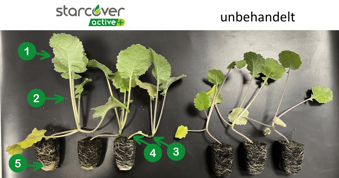 Lichtstressversuch - starcover active+