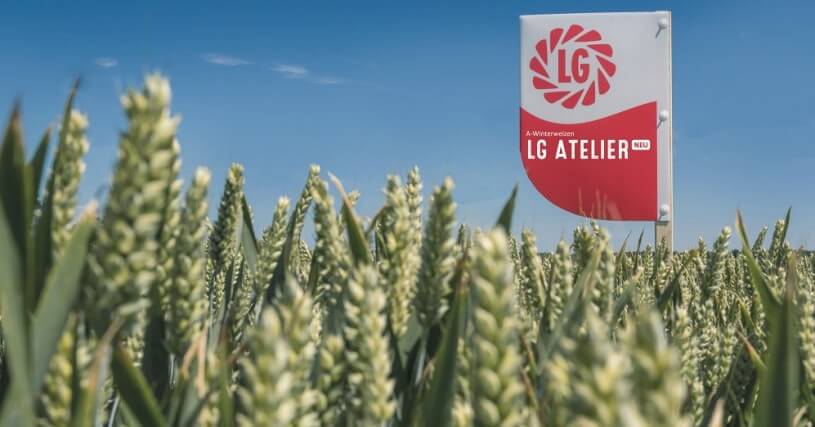 LG ATELIER - A-Weizen Neuzulassung für Limagrain LG ATELIER - A-Weizen Neuzulassung für Limagrain