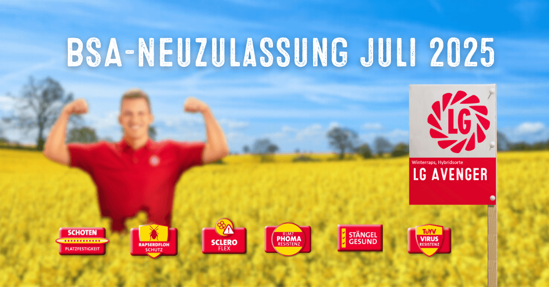 Raps LG AVENGER - neu zugelassen als Raps mit auffallend guter Ertragssicherheit