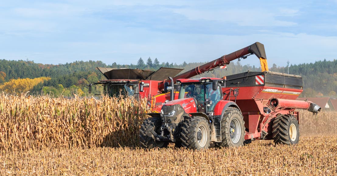 Körnermais Ernte, Maisdrusch