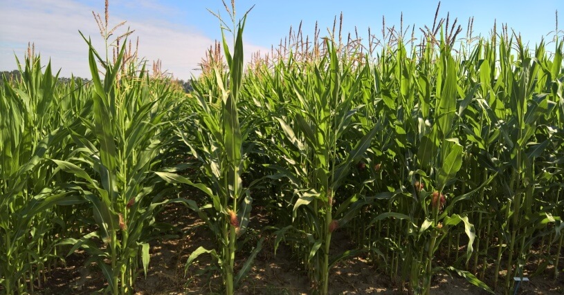 Limagrain Mais Züchtung Limagrain Mais Züchtung Bild Maispflanzen